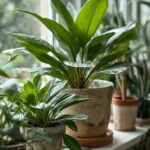 Organic Pest Control for Indoor Plants
