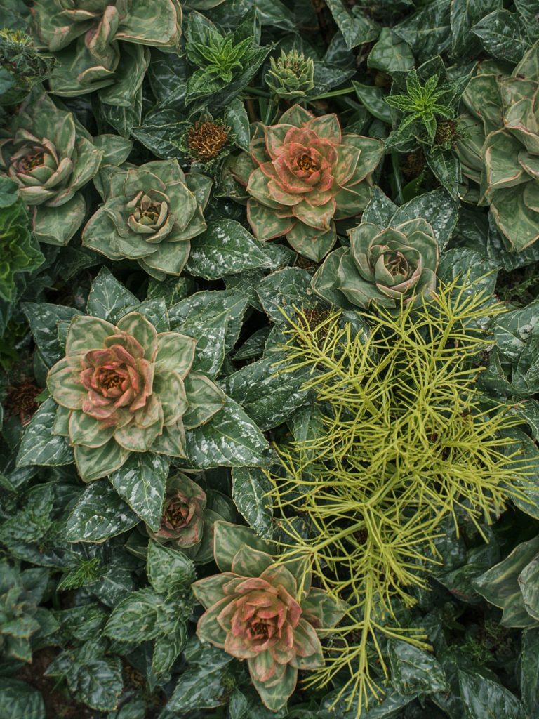 Ornamental Edible Plants